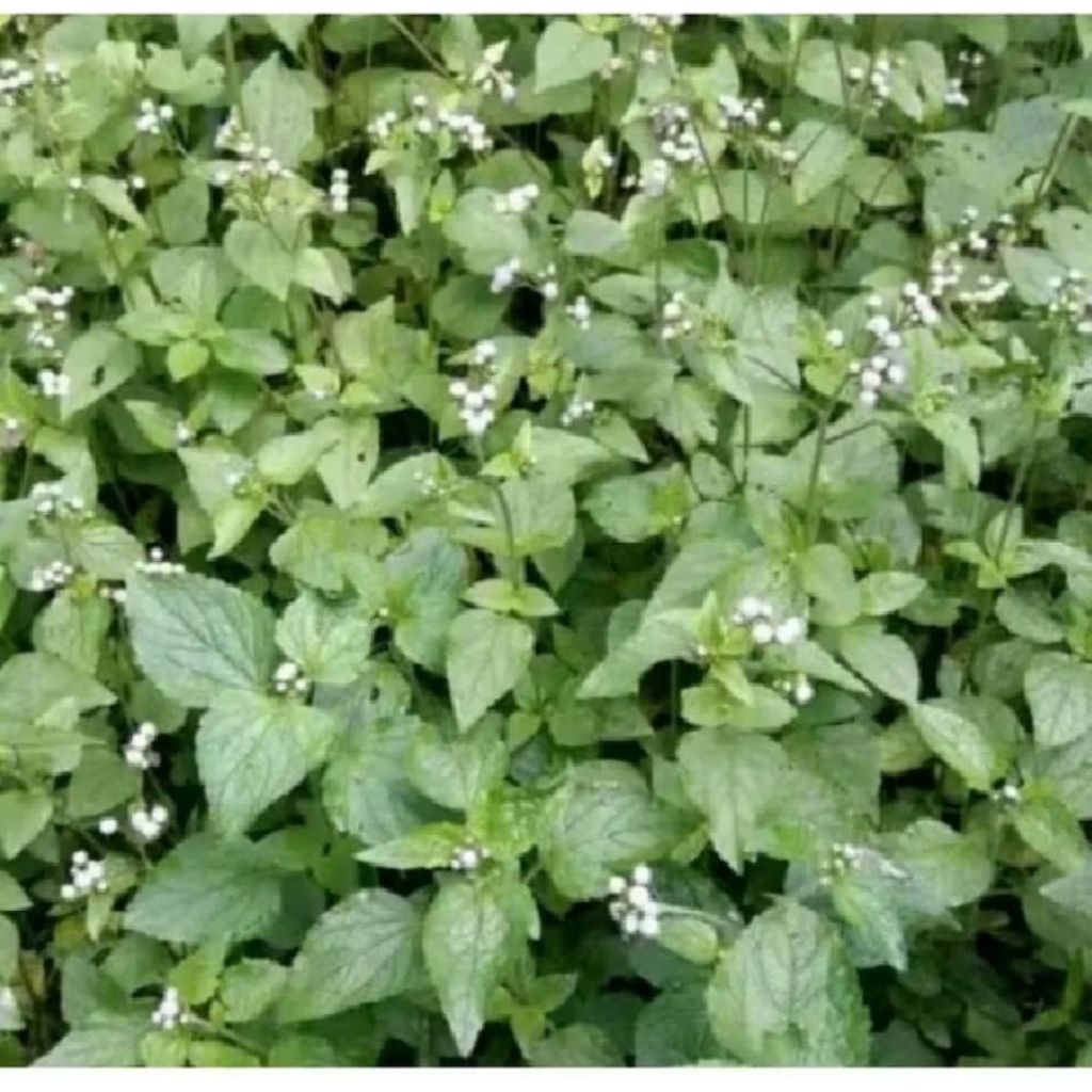 

Daun herbal babadotan obat alami 1kg