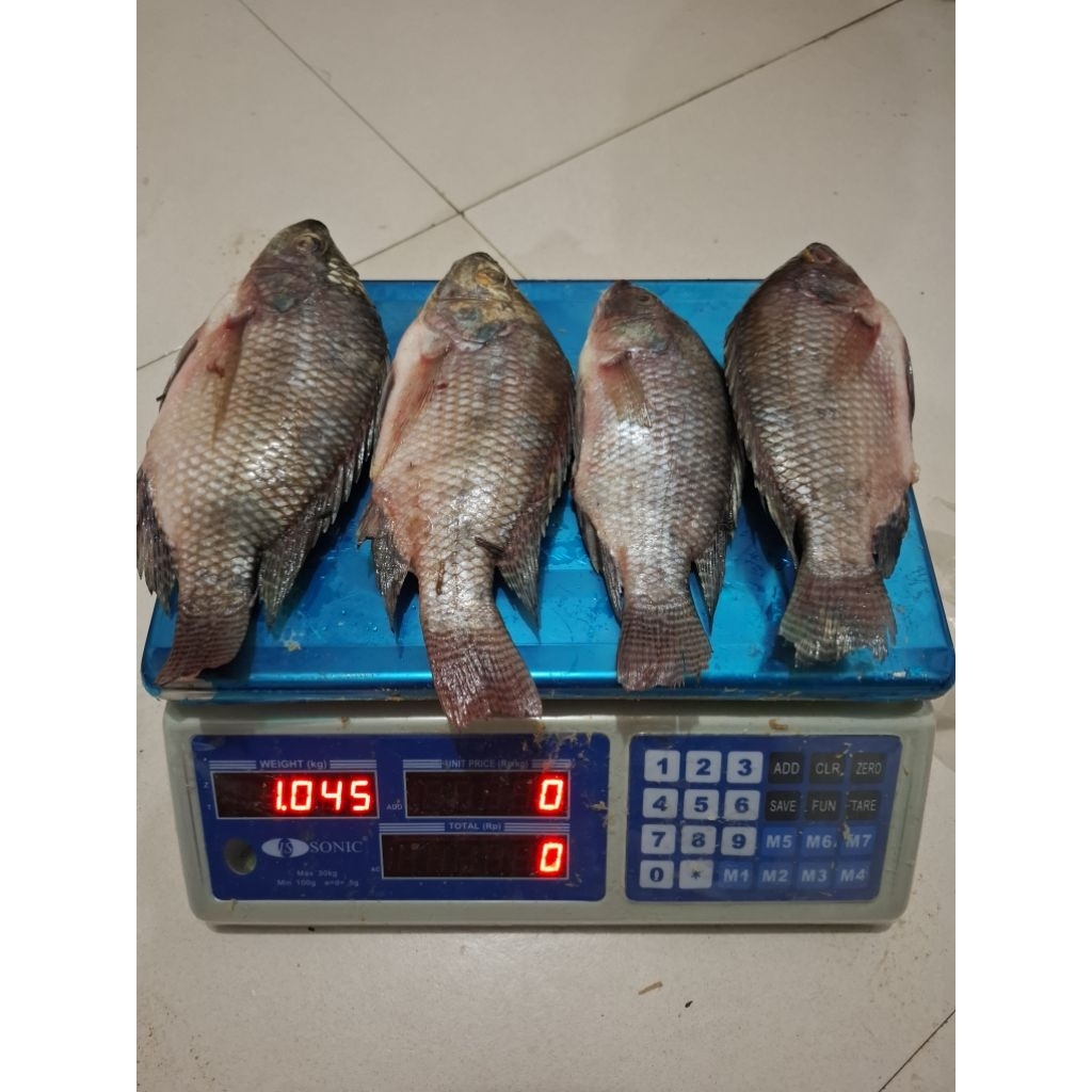 

Ikan Mujaer fresh 1kg