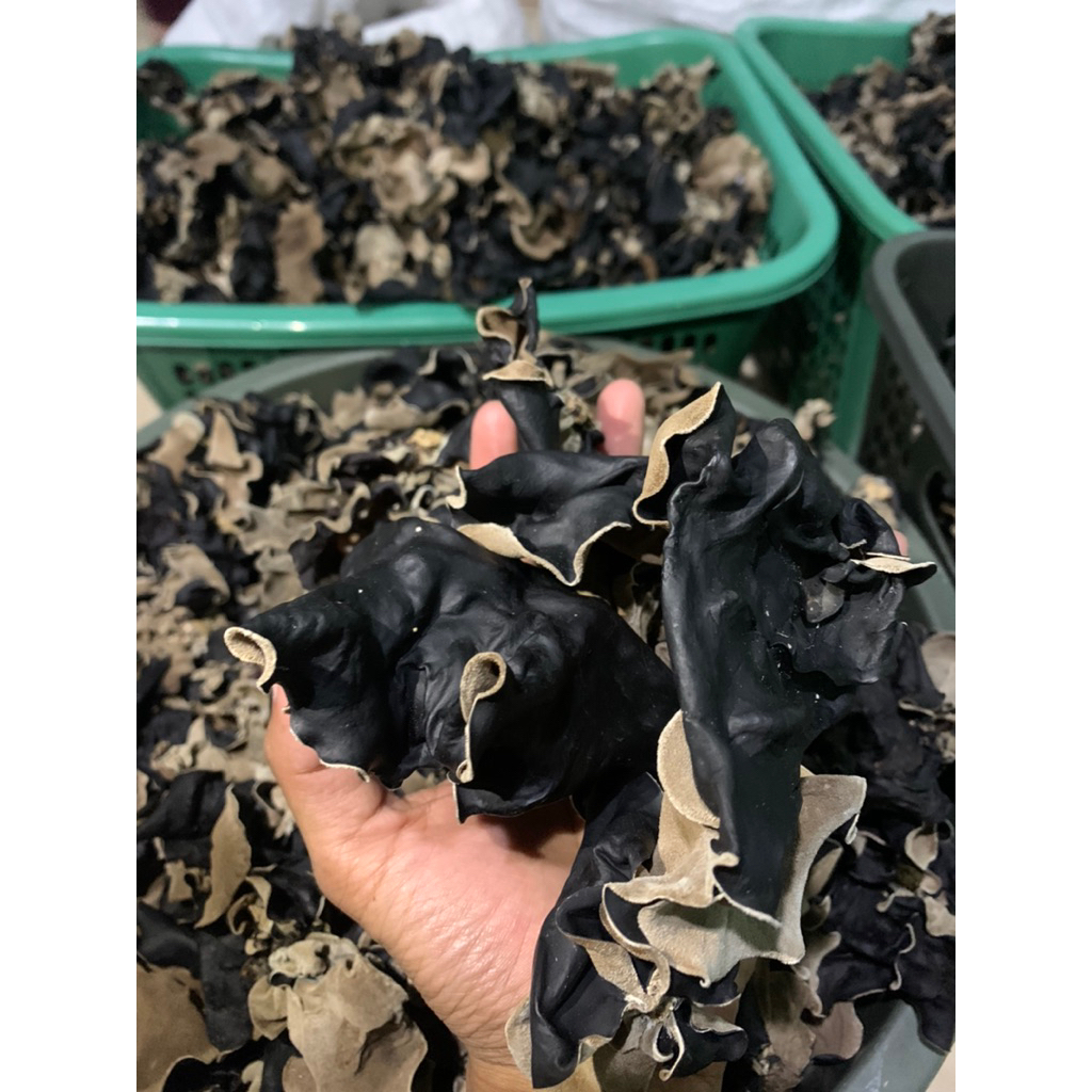 

Jamur Kuping Kering Super