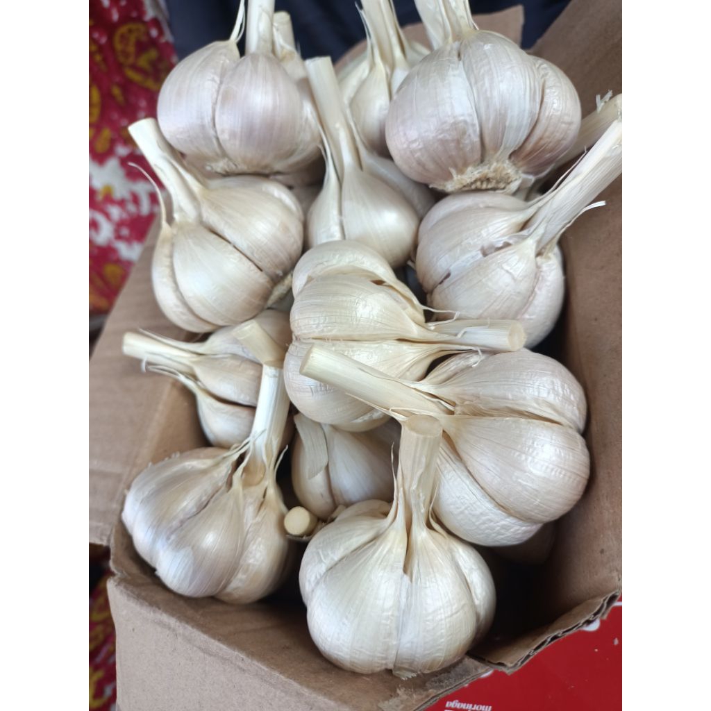 

bawang kating utuh segar