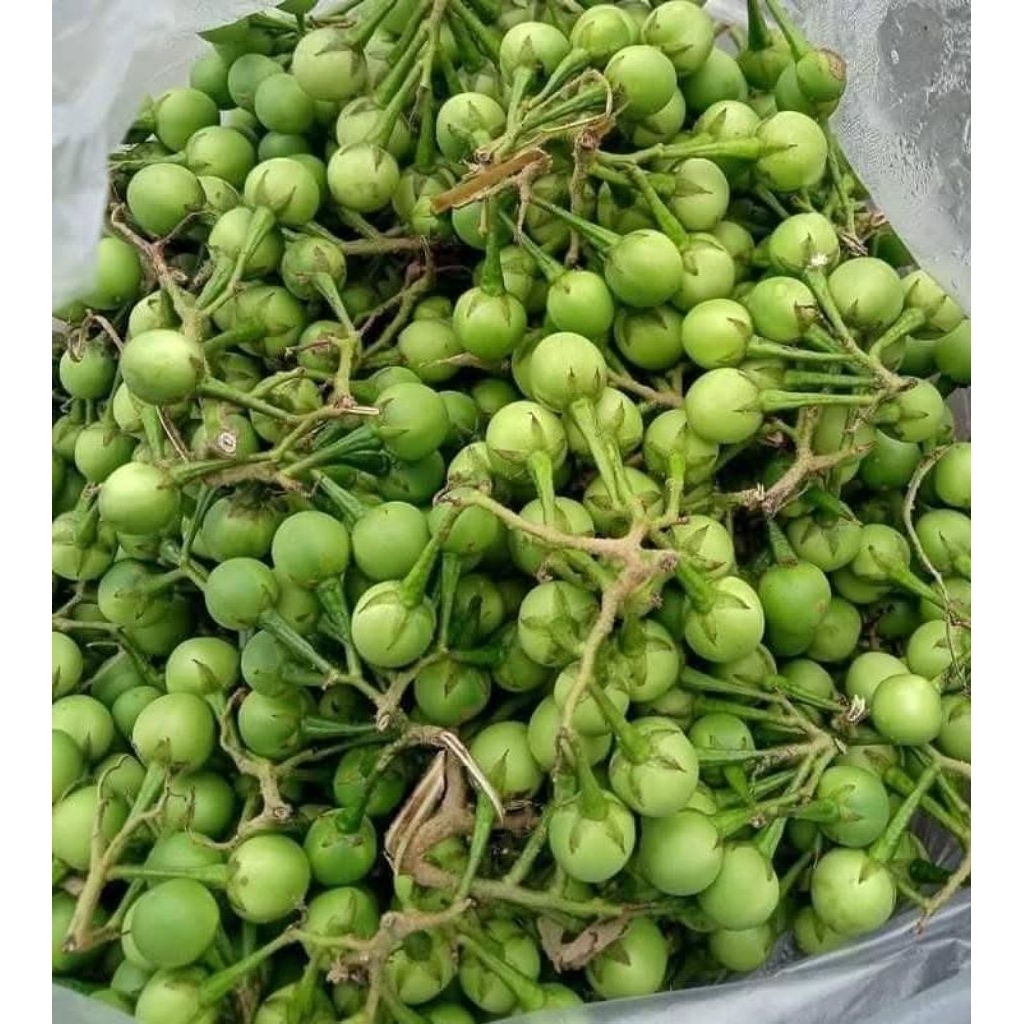 

Pokak Hijau Segar Fresh 2500 gram