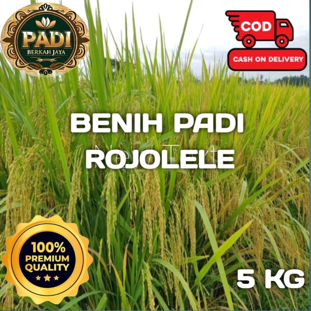 BENIH PADI UNGGUL ROJOLELE SUPER BERKUALITAS KEMASAN 5 KG.