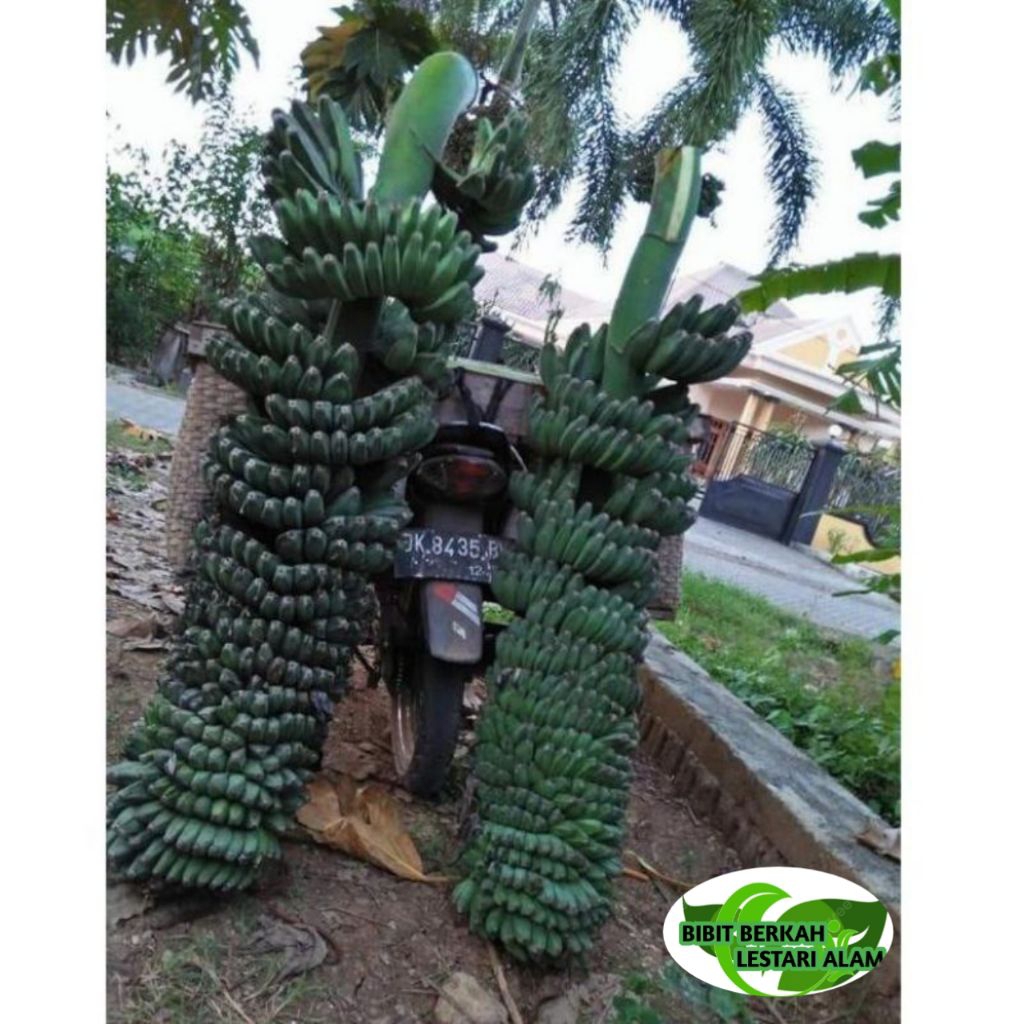 bibit pisang kepok tanjung
