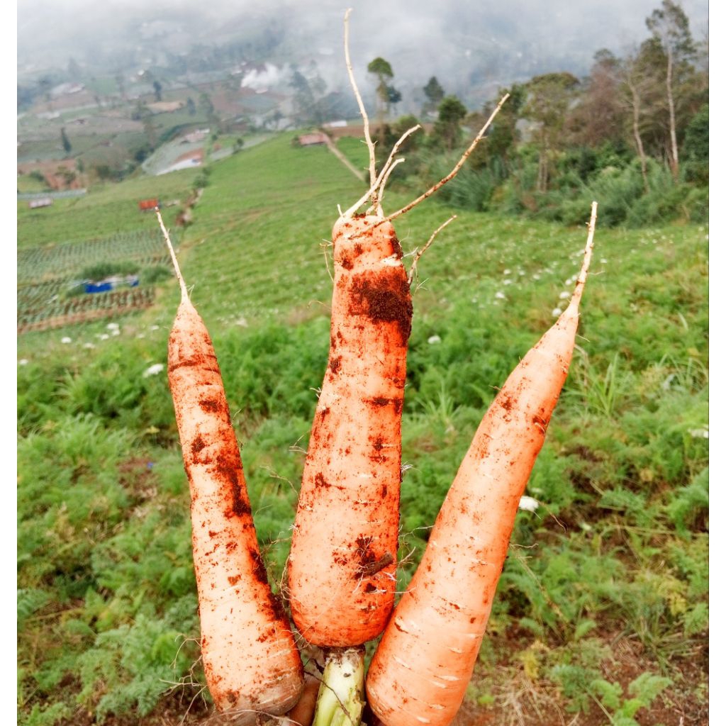 

wortel sayur 1kg | sayur segar
