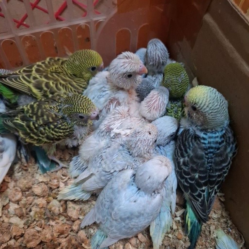 Anakan Parkit jinak baby parkit jinak