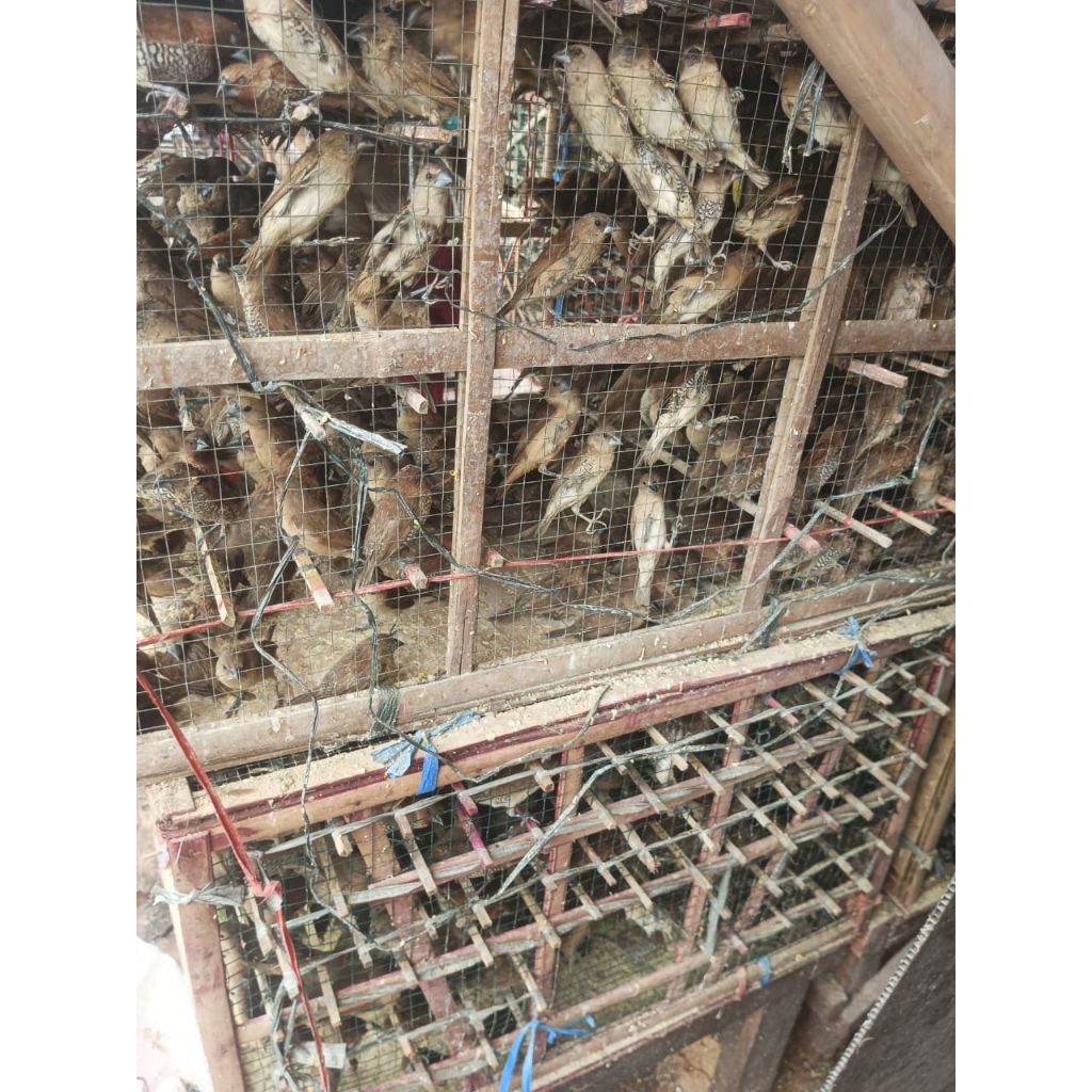 Burung emprit - Pipit - Burung emprit sawah - Burung padi - Emprit