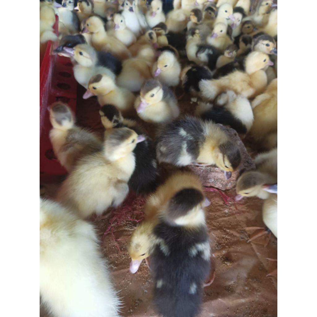 entok kecil - bibit ENTOG entok asli - entok lokal