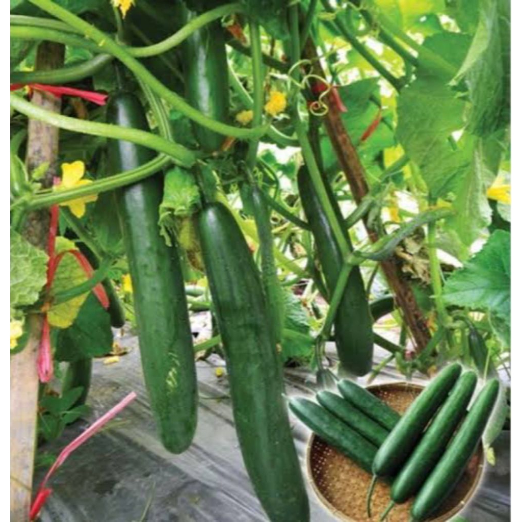 5 Benih Timun Jepang F1 Bibit Benih Biji Timun Jepang Hibrida F1 Ronaldo