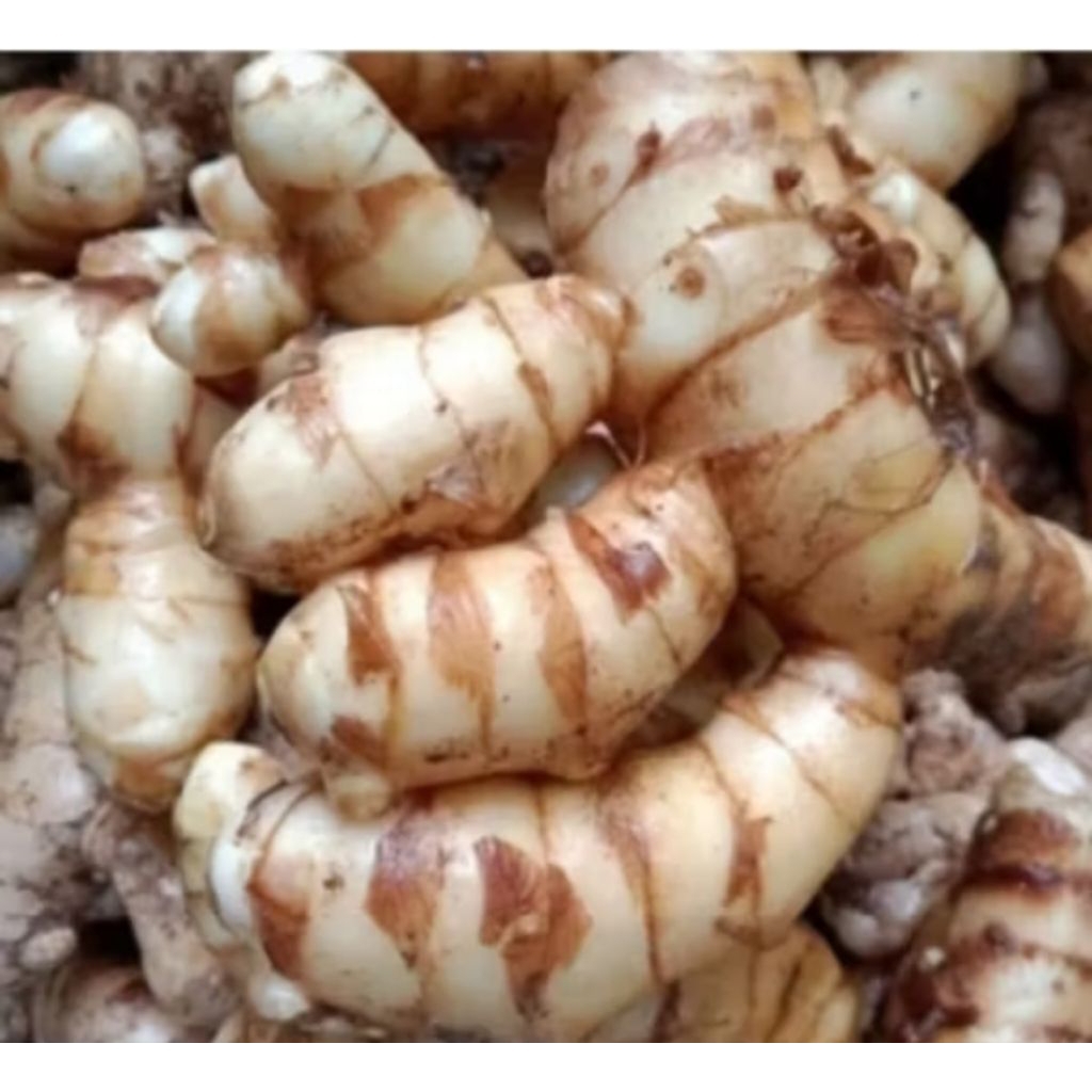 

terlaris kunyit putih fresh berkualitas herbal alami 500 gram