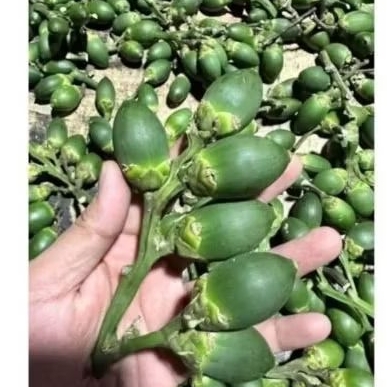 

1 kg. buah pinang muda . buah jame hijau fres