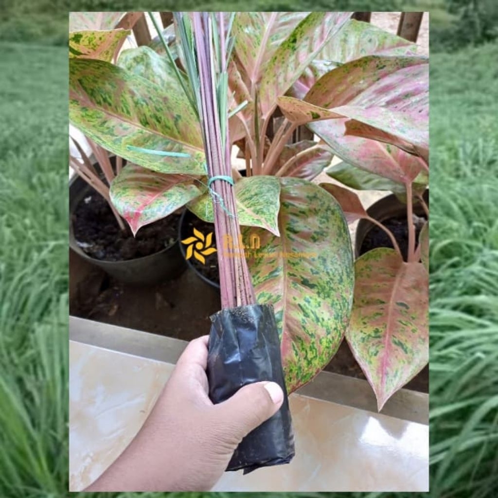 

Serai wangi atau serai merah