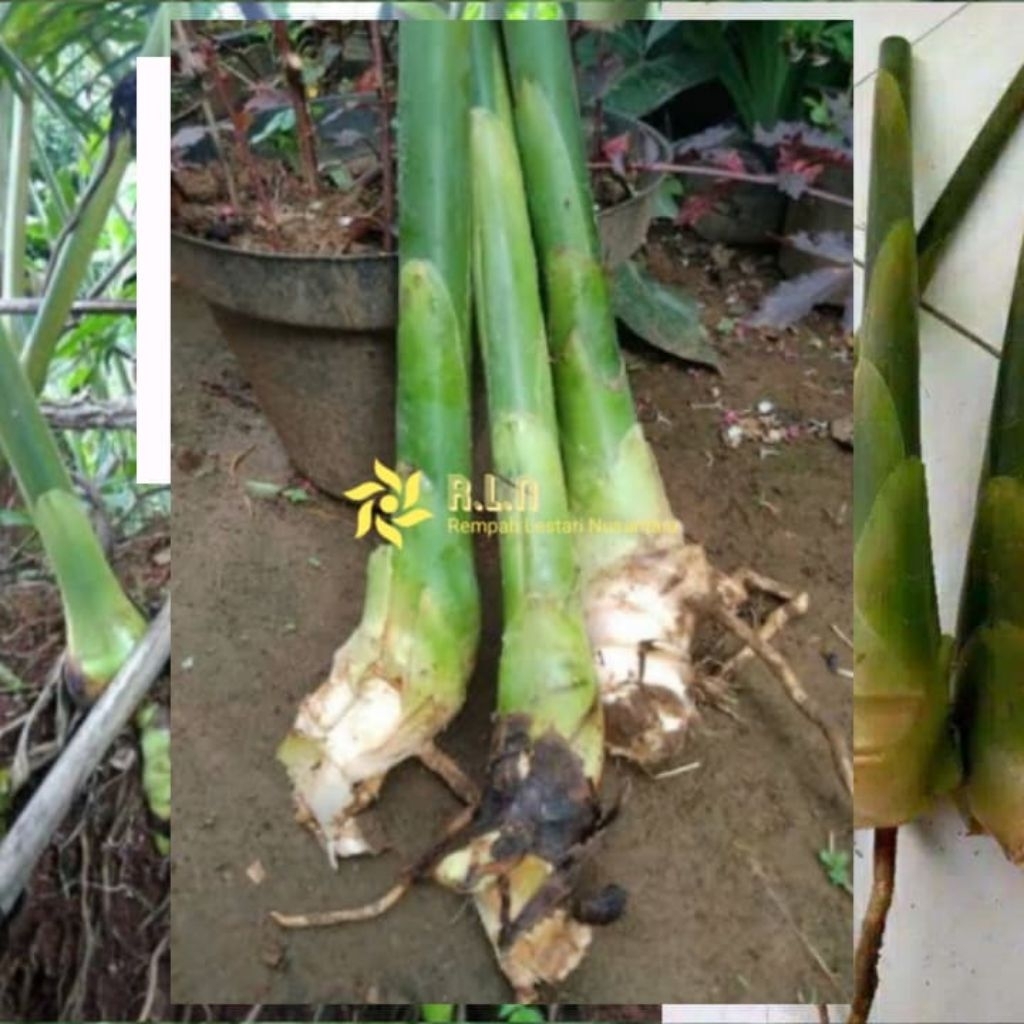 Bibit bonggol kecombrang hijau | kecombrang hijau