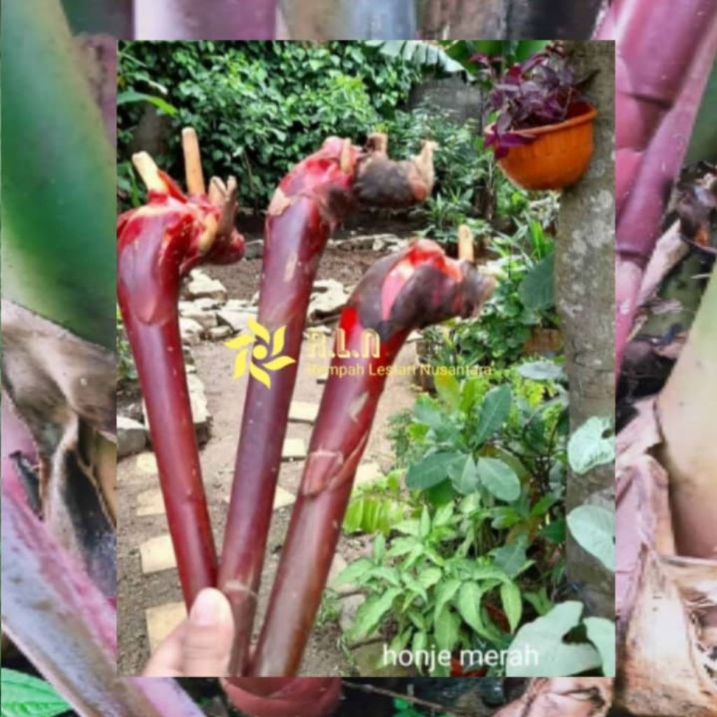 bibit bonggol kecombrang merah | kecombrang merah