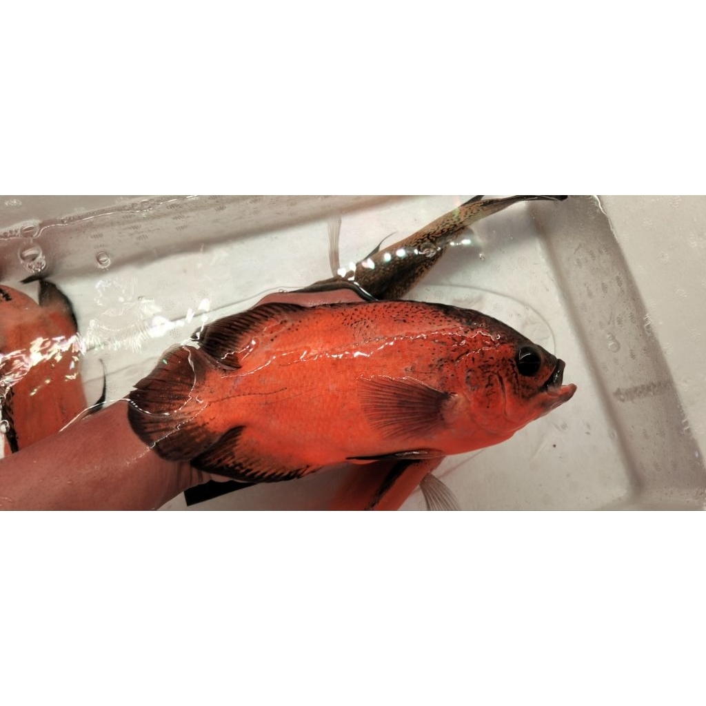 OSCAR PARIS TEMBAGA JUMBO INDUKAN GOOD MARKING SIZE FIX 25-26 CM ( 6 JARI ) GARANSI HIDUP