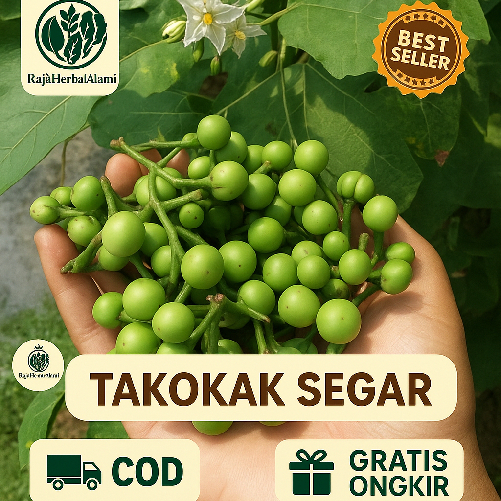 

Buah Takokak Segar 500 Gram – Asli Dari Kebun | Sayuran & Herbal Tradisional Kaya Manfaat I COD