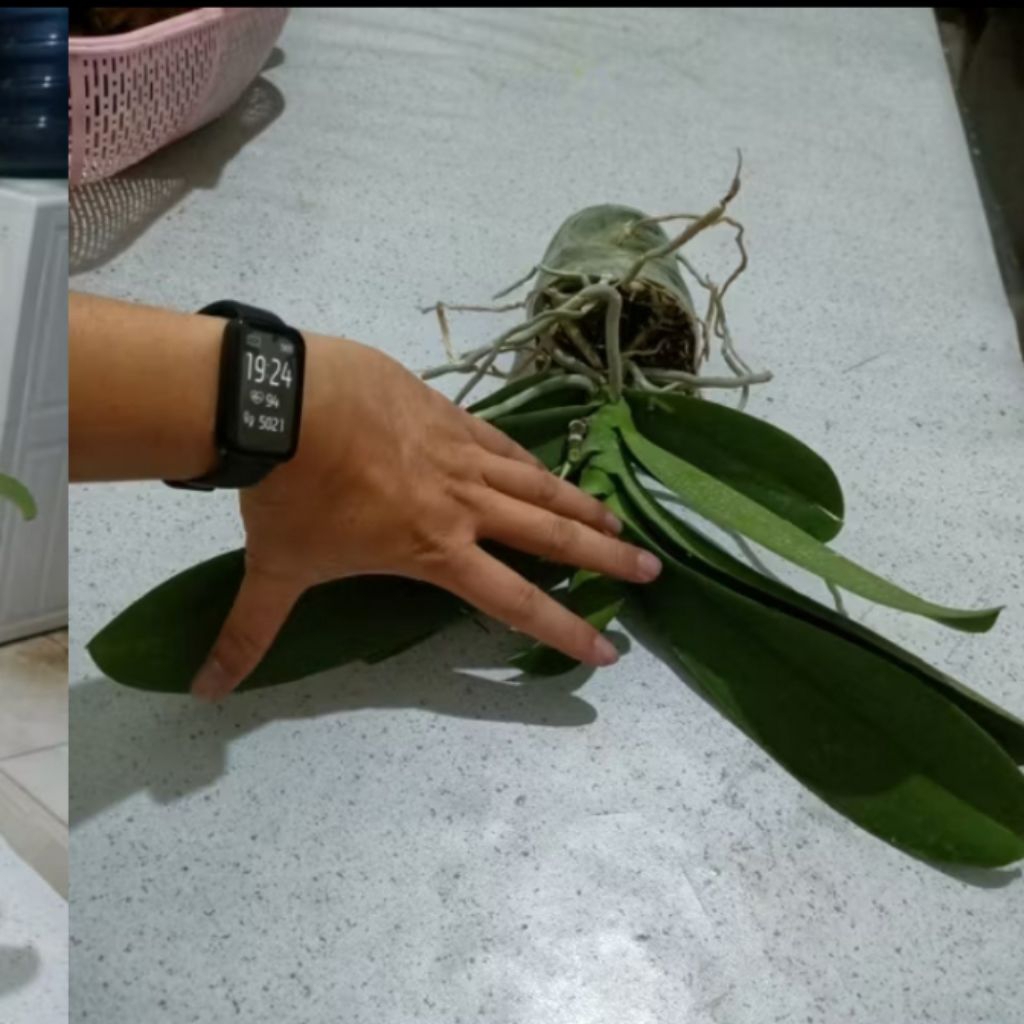 anggrek bulan ex rental , anggrek bulan jumbo bunga besar