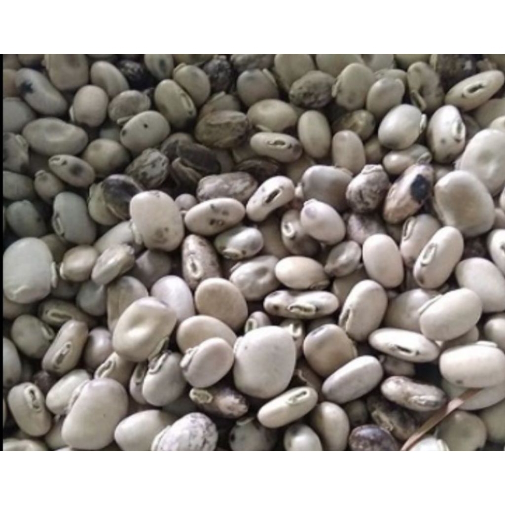 

Kacang benguk bijian 500 gram