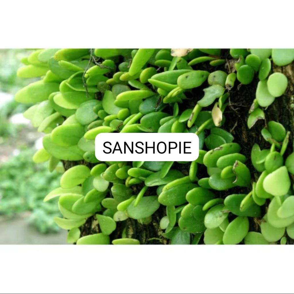 

Daun sisik naga atau picisan segar petik langsung