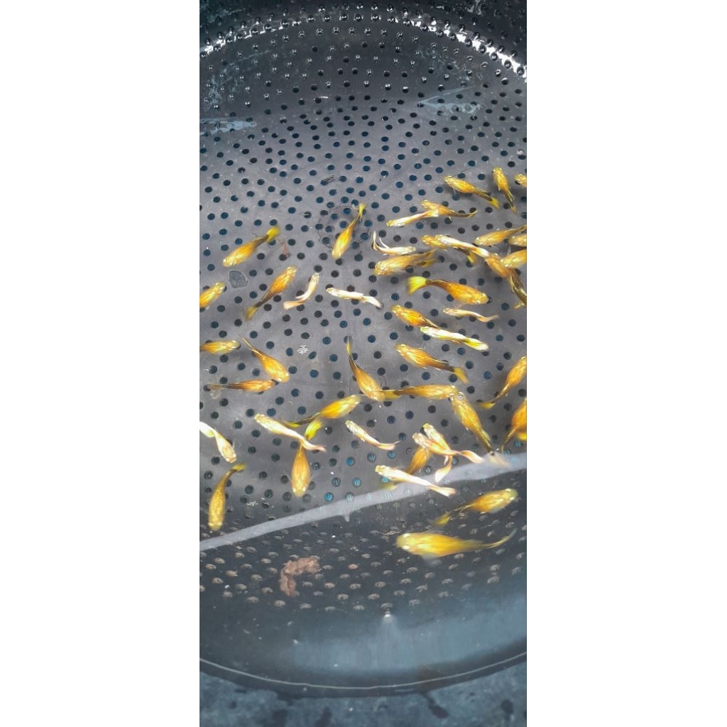 Ikan hias || guppy gold || 1 pasang. || aquascap ||