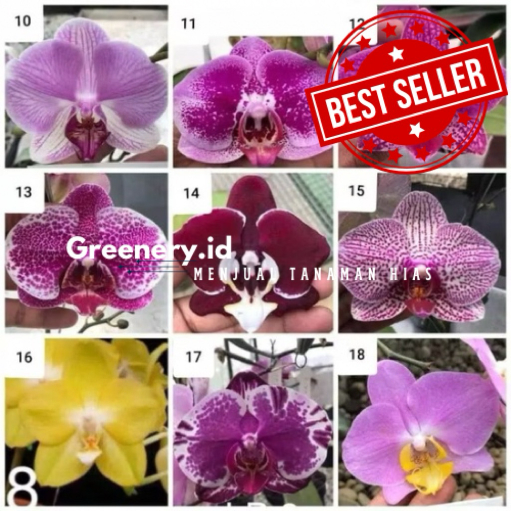 Anggrek Bulan Siap Berbunga - Anggrek Bulan Dewasa