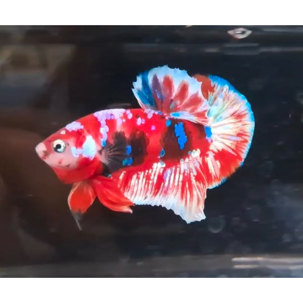 Ikan Cupang plakat Barongsai bahan top