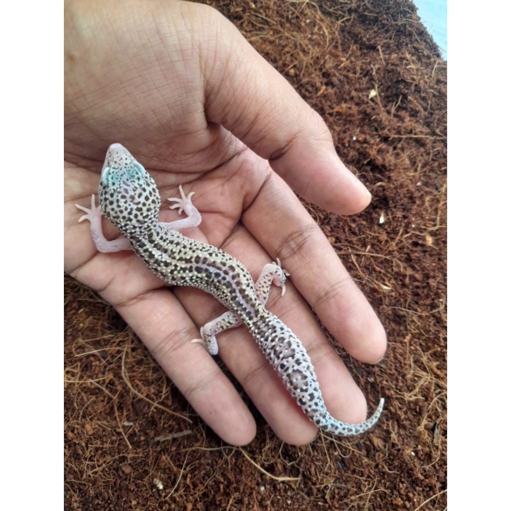 display gecko macksnow eclipse bisa berjalan