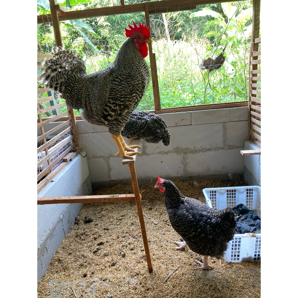 

telur tetas fertil merawang baredrock,elba,kub2janaka,blackpermud,autralorp