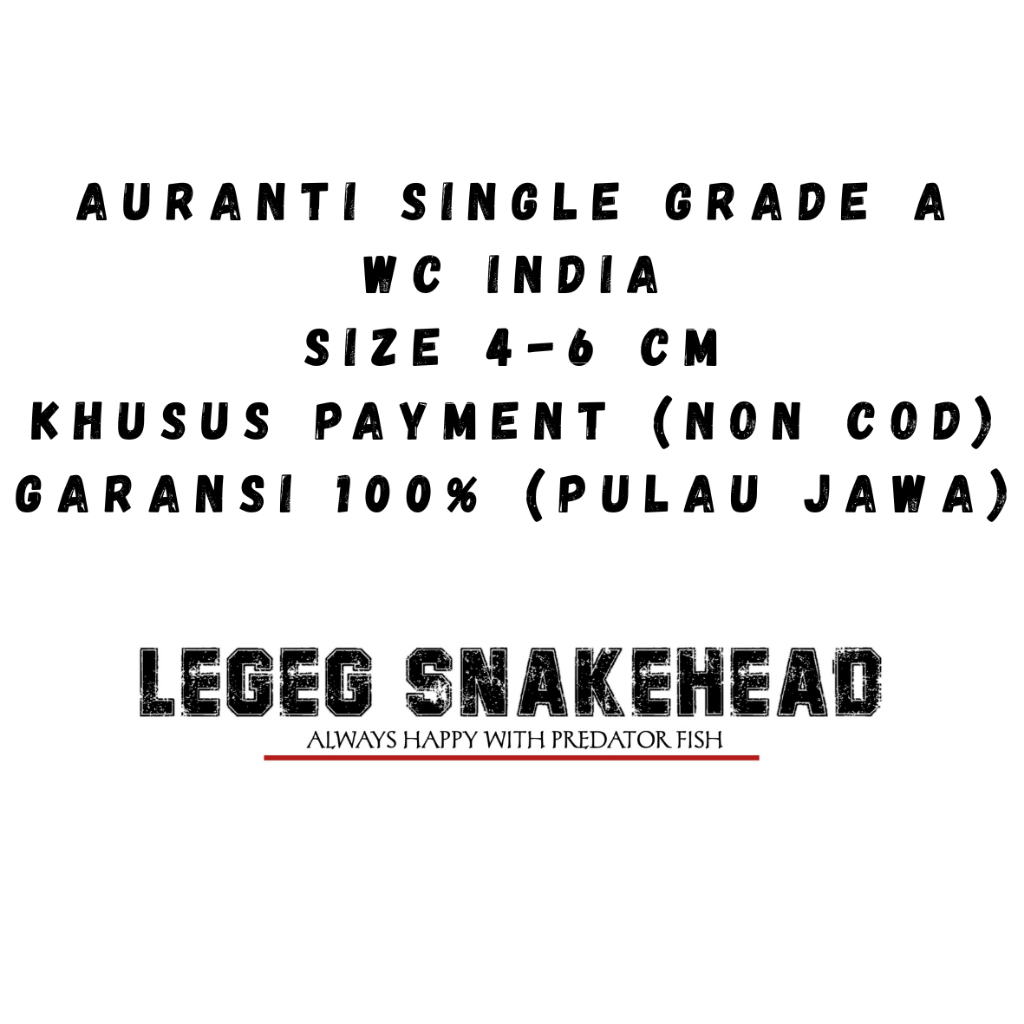 NEW VITAMIN KETAPANG AURANTI SINGLE GRADE A WC INDIA 4-6 CM GARANSI 100% (NON COD)