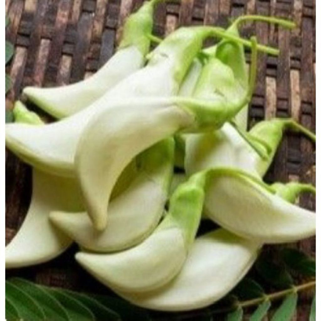 

Bunga Turi 500 gr