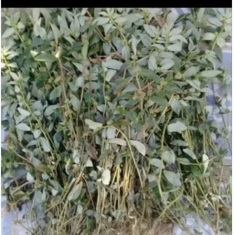 

PATIKAN KEBO SEGAR 100 GRAM