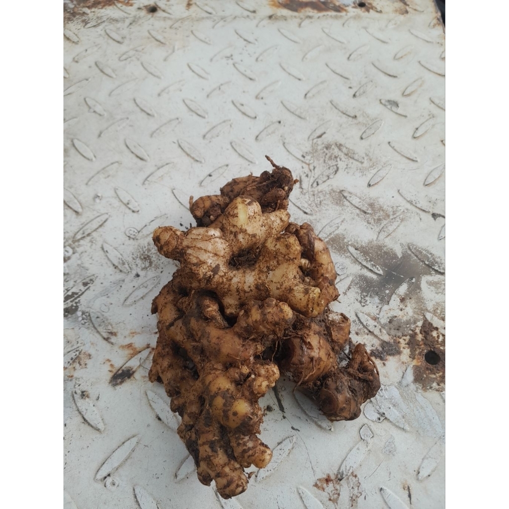 

JAHE EMPRIT FRESH/SEGAR 1 KG