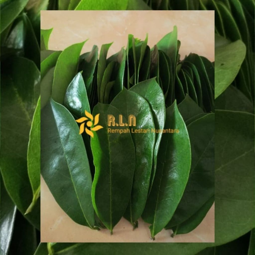 

Daun sirsak segar | daun sirsak segar 25 lembar | langsung petik