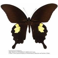 Awetan Serangga Kupu-kupu papillio sataspes