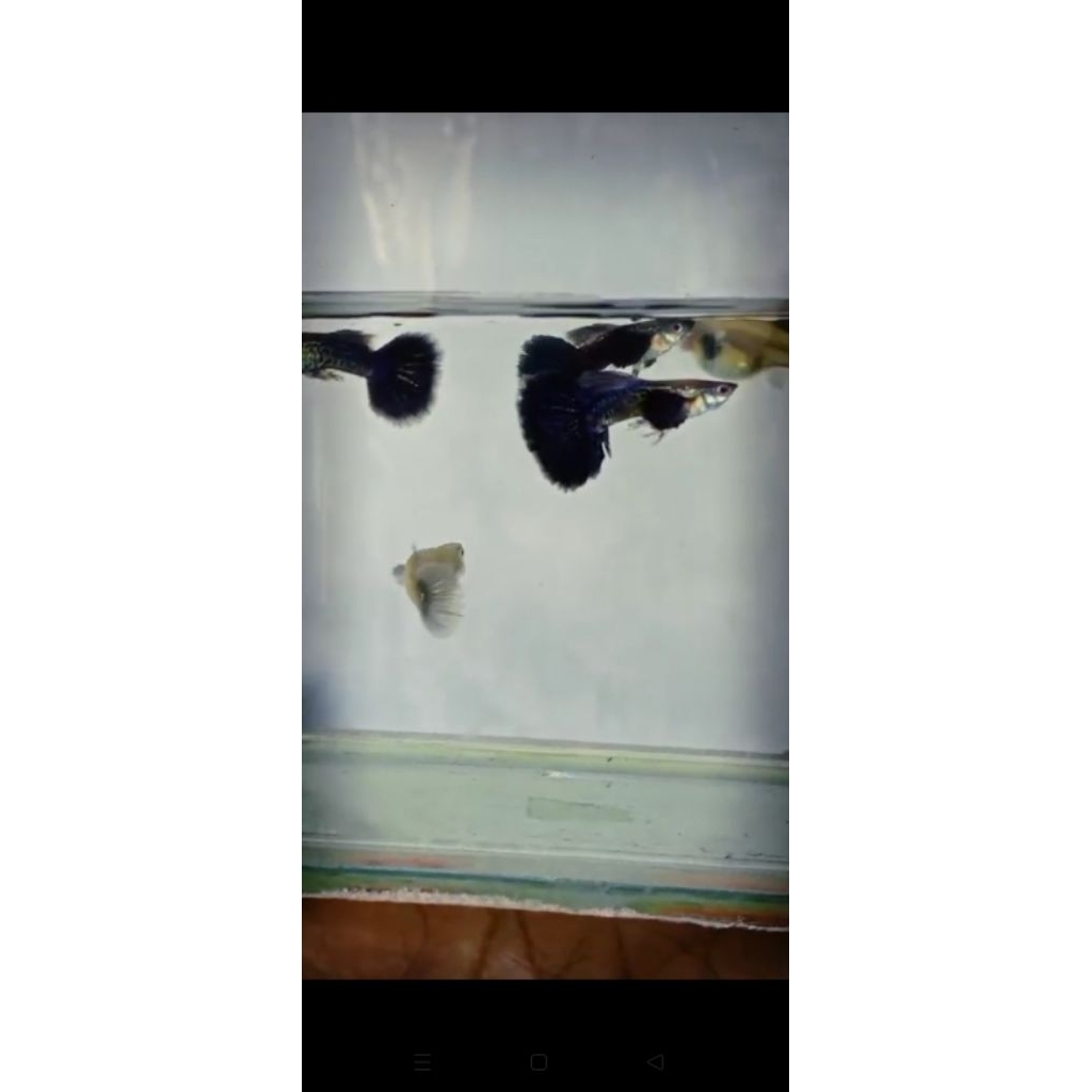 Satu pasang indukan Ikan Guppy Purple, Guppy ungu biru jantan dan betina dewasa