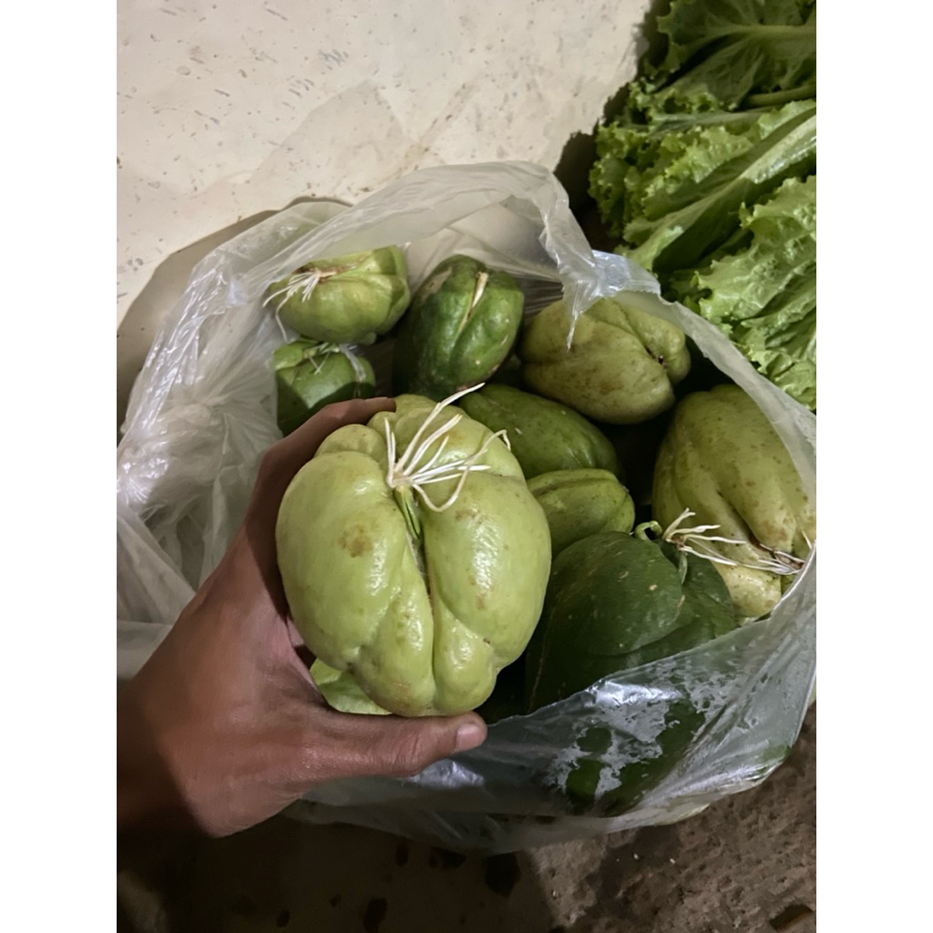 

paket hemat 10bibit labu siam super