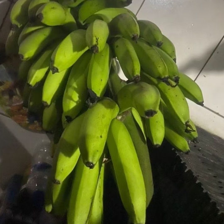 

Buah Pisang Mentah MD PRM Pisang Bangkaulu