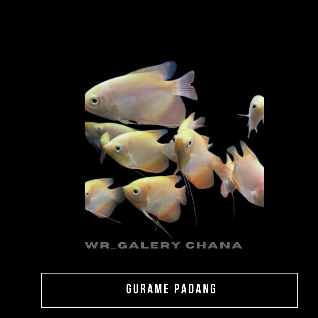 

Gurame Padang Enak 2-5 Jari