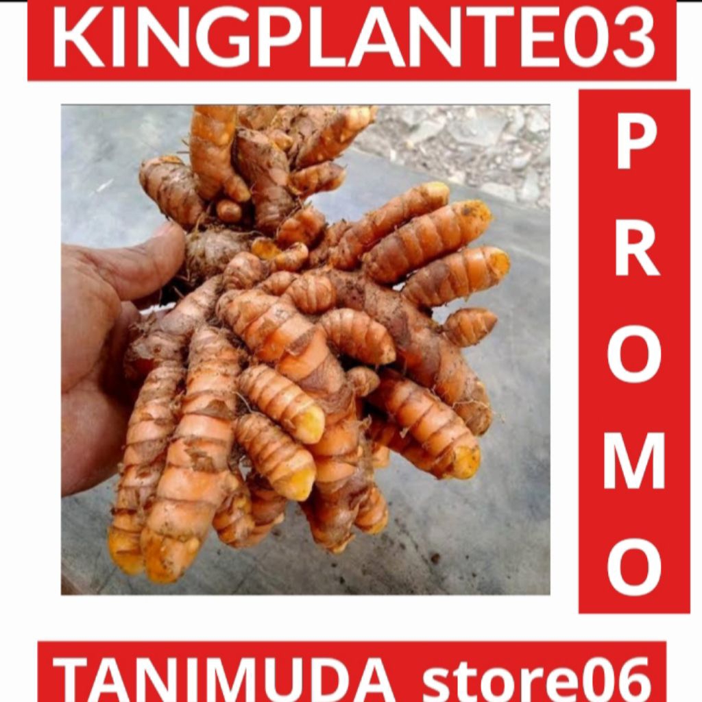 

UMBI KUNYIT SAYUR 1KG KUNYIT MASAK KUNYIT BERSIH KUNIR BISA COD