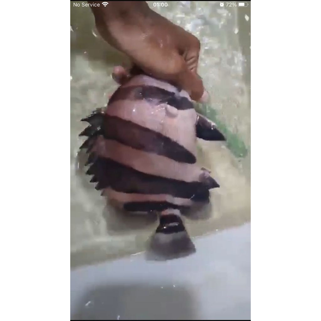 DATZ TIGER FISH 3 BAR BERSIH 24cm