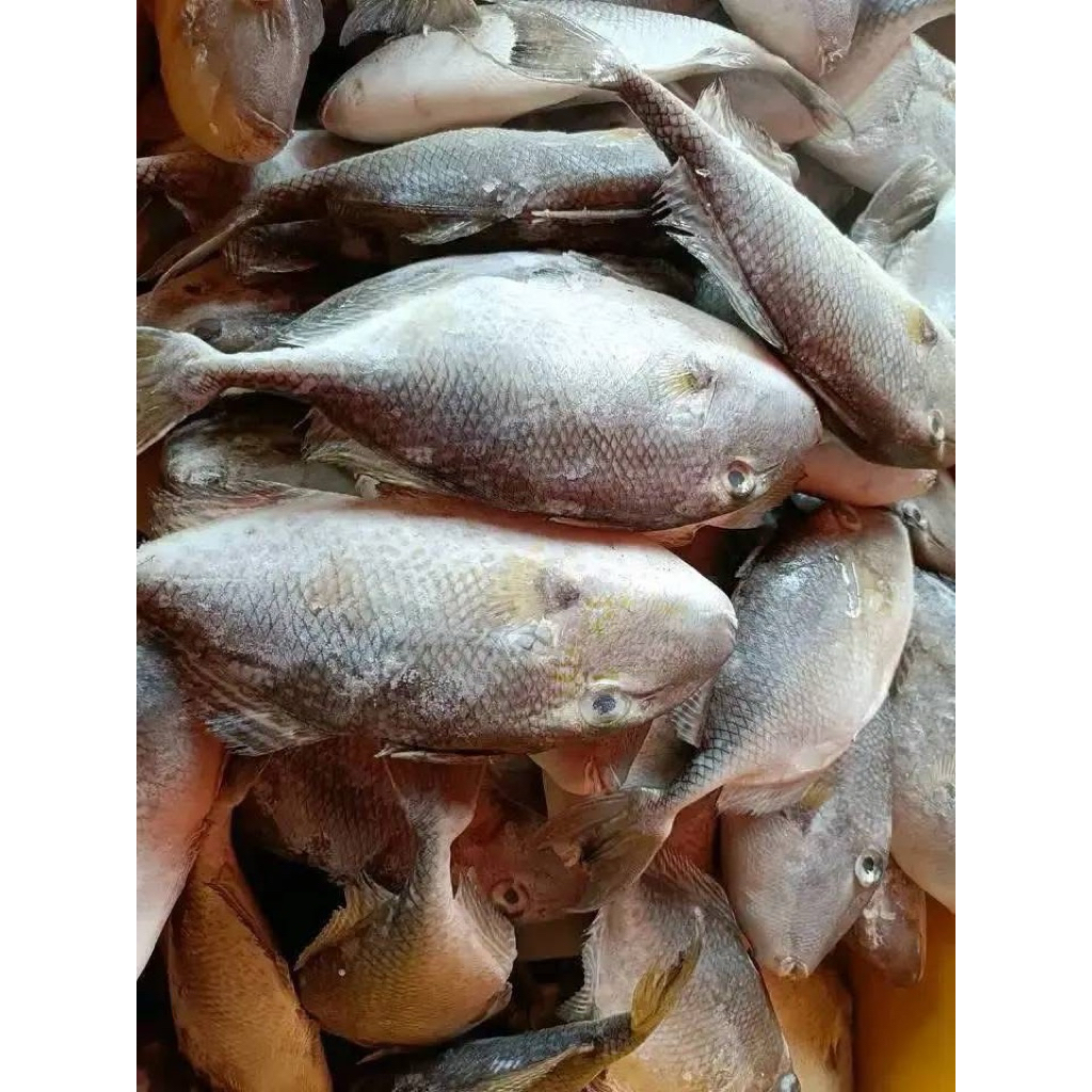 

Ikan etong ikan ayam ayam / ayam ayam PEREKOR