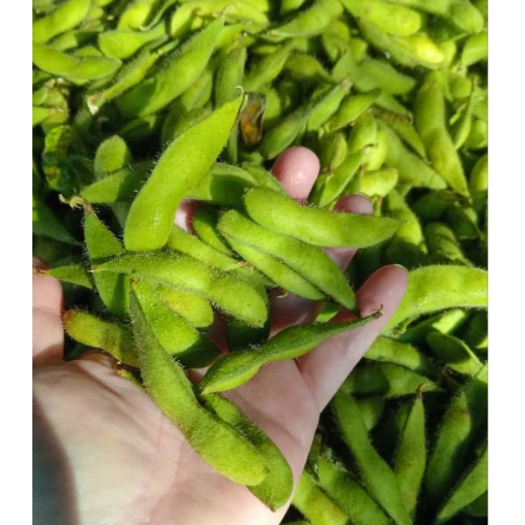 

RBP Kacang Edamame