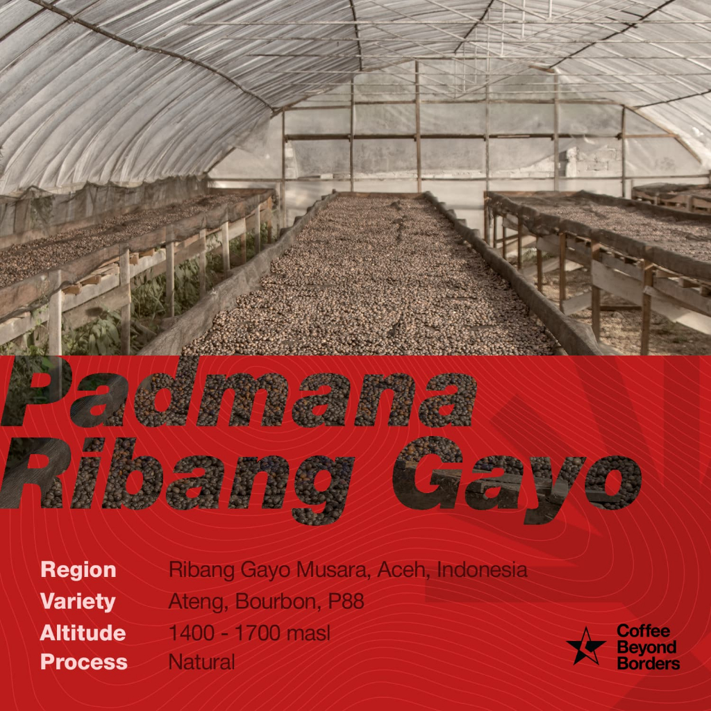 

Arabica Green Beans - Padmana Ribang Gayo Natural