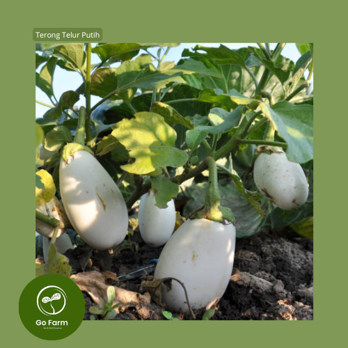 Benih Bibit Terong Telur Putih