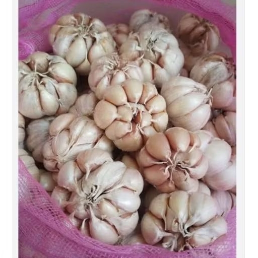 

BAWANG PUTIH SUNCO KEMASAN 500 GRAM DAN 1 KG
