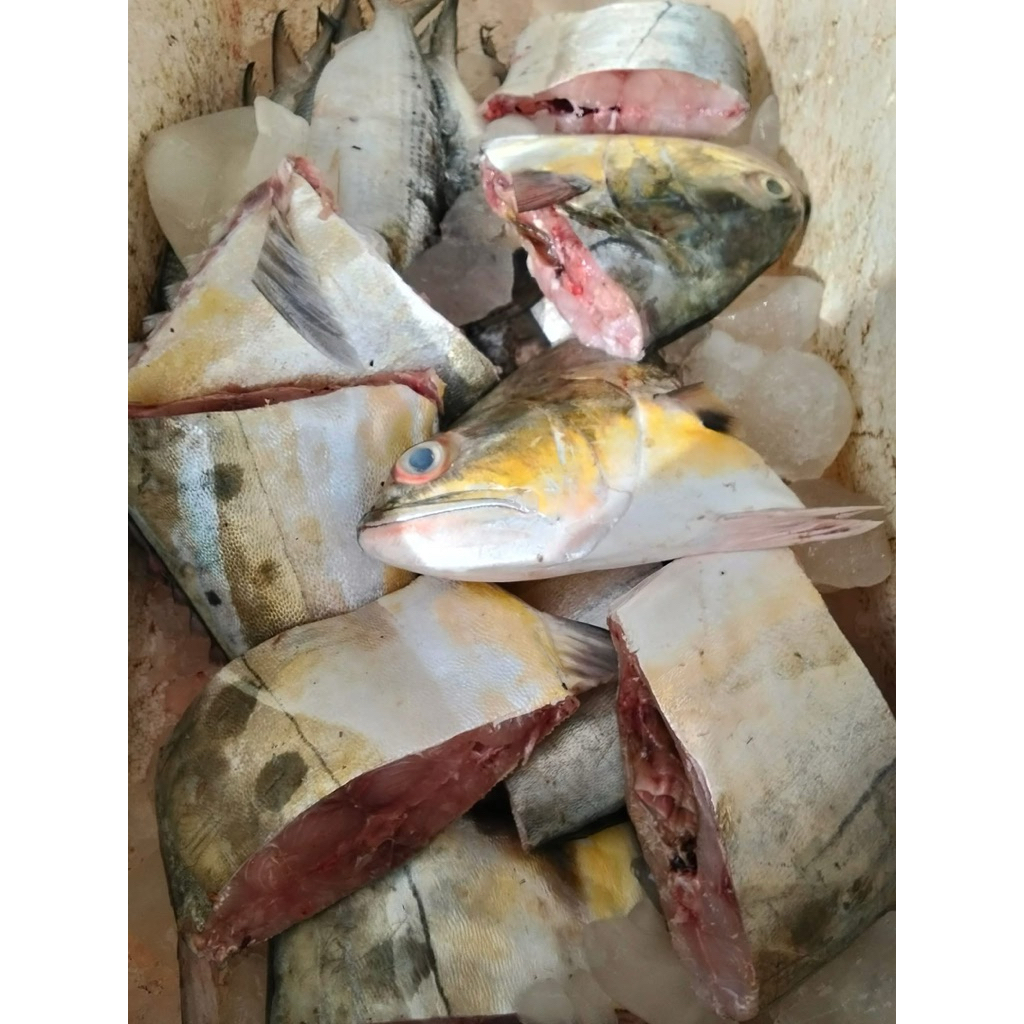 

Ikan talang potong / tenggiri papan 1kg