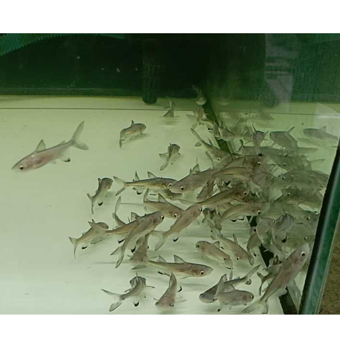 Ikan Hias genghis khan air tawar
