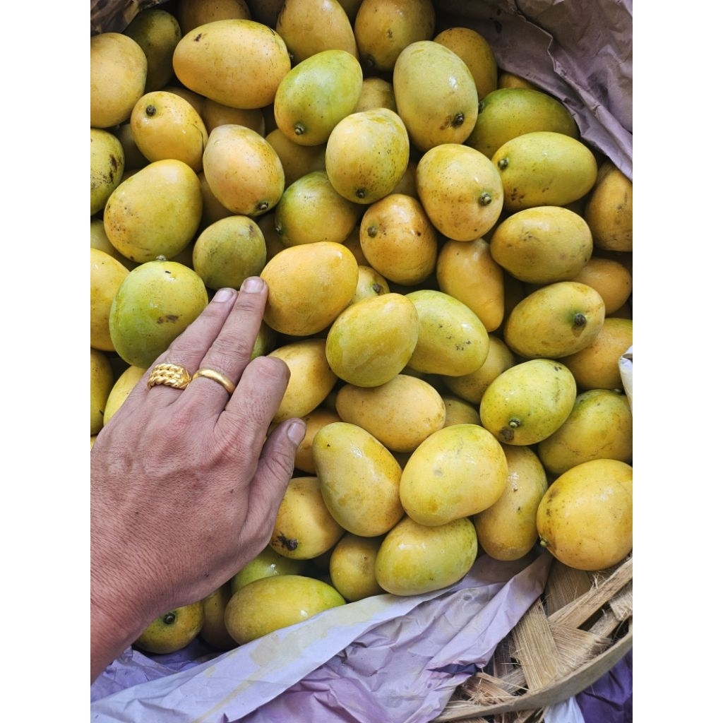 

mangga udang toba asli tongging