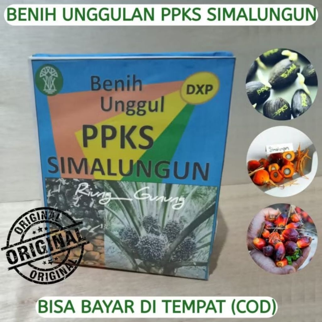 bibit kecambah sawit PPKS Simalungun