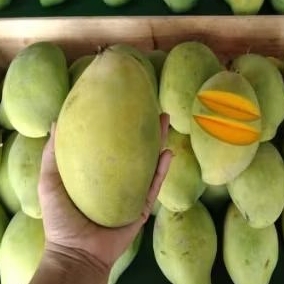 

Mangga Manalagi Canting 1 kg ( rasa manis )