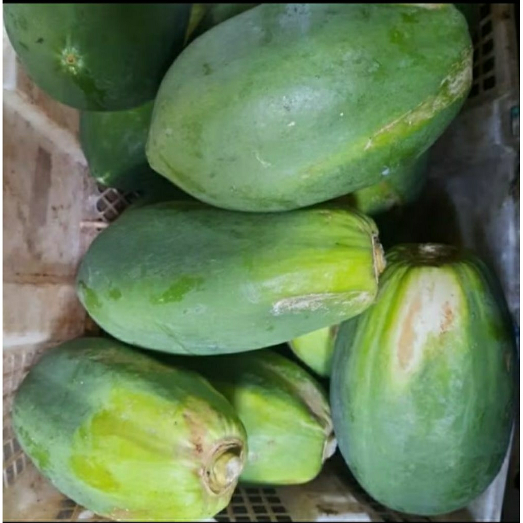 

pepaya muda 1 pcs